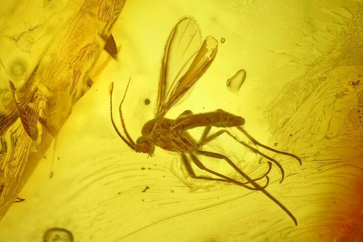 Four Fossil Flies (Diptera) In Baltic Amber #234437